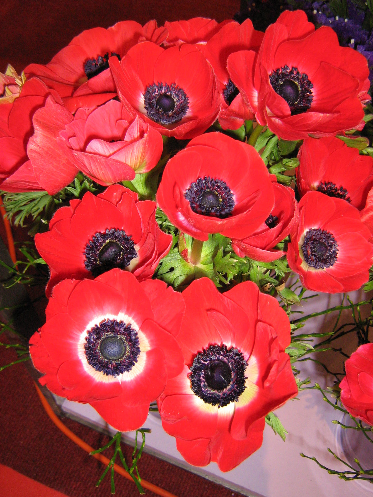 Anemonen