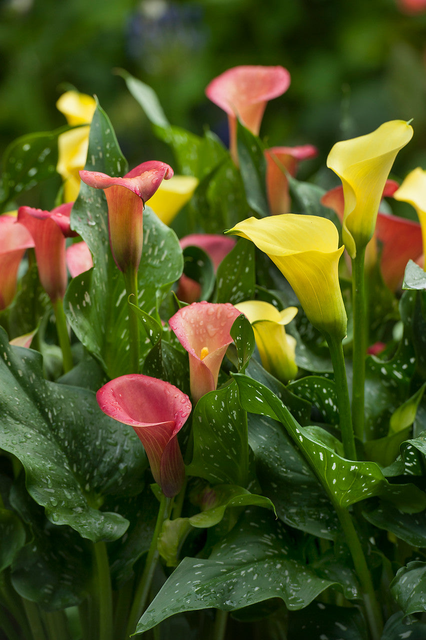 Calla Zantedeschia 