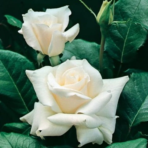 White Symphony heeft  zuiver witte welgevormde bloemen.