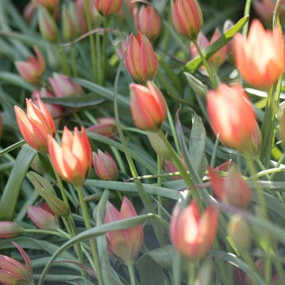 Little Princess is een lage tulp met stervormige oranjerode bloemen. Geboren uit een kruising tussen twee soorten tulpen, is Little Princess misschien klein van formaat, maar heeft een indrukwekkende visuele impact die zeker zal boeien