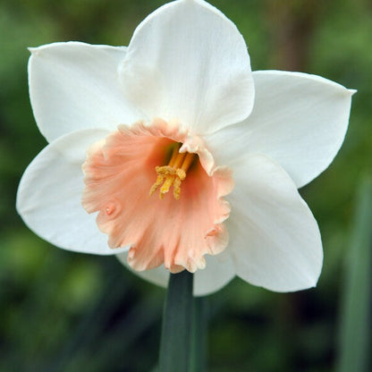 Narcis Accent.  (Grootkronige narcis).  Witte narcis met een roze rand op de kroon