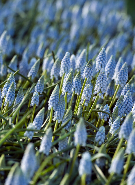 Muscari Valerie Finnis, heel ongewone kleur en prachtige uitstraling!