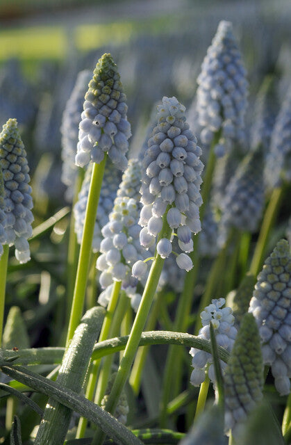 Muscari Valerie Finnis