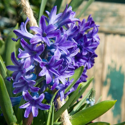 Blue Jacket bloeit met goed geurende volle blauwe bloemen die het ook goed doet in combinatie met bijna alle andere bolgewassen.