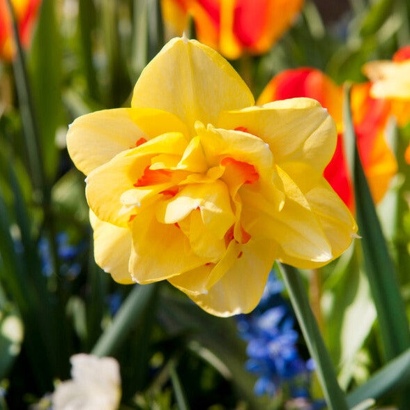 Narcis Tahiti.  Deze bloem straalt als een gouden eilandzon! In een border of bloemperk kan&nbsp; u Tahiti uitstekend combineren met bijvoorbeeld blauwe druifjes.
