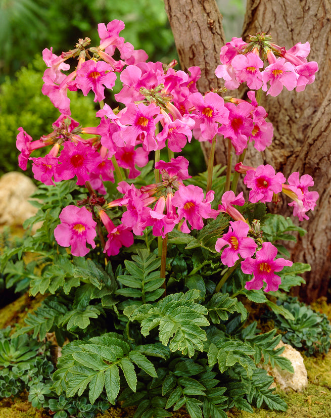 Incarvillea.     Wanneer je zomerbloembollen kopen?   Bestel ze nu eenvoudig online en plant ze dit voorjaar voor een mooie kleurrijke tuin of terras in de zomer!  