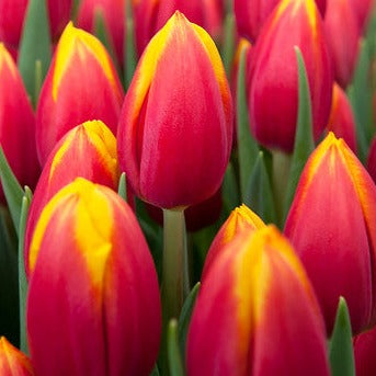 Tulp Hennie van der Most staat bekend om zijn houdbaarheid. De tulp is sterk en met zijn rood/gele kleur een super mooie tulp.