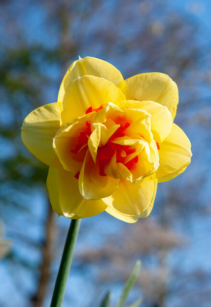 Narcis Tahiti.  Van knalgeel tot romig en hagelwit, soms gesierd met een feloranje kroontje – narcissen brengen altijd een vleugje lente in huis. Niet alleen staan narcissen altijd heel vrolijk, sommige verspreiden eveneens een heerlijke geur, die ook al aan het voorjaar doet denken. 
