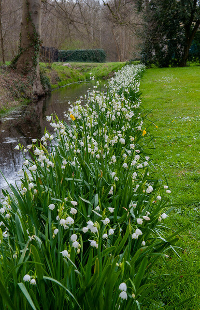 In tegenstelling tot sneeuwklokjes wordt Leucojum hoog en alhoewel de bloemen op elkaar lijken zijn die van Leucojum groter en eleganter