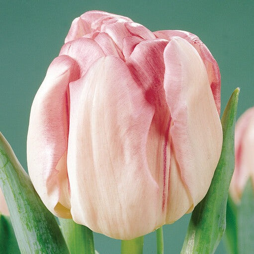 Tulp Foxtrot is een mooie roze dubbele vroege tulp
