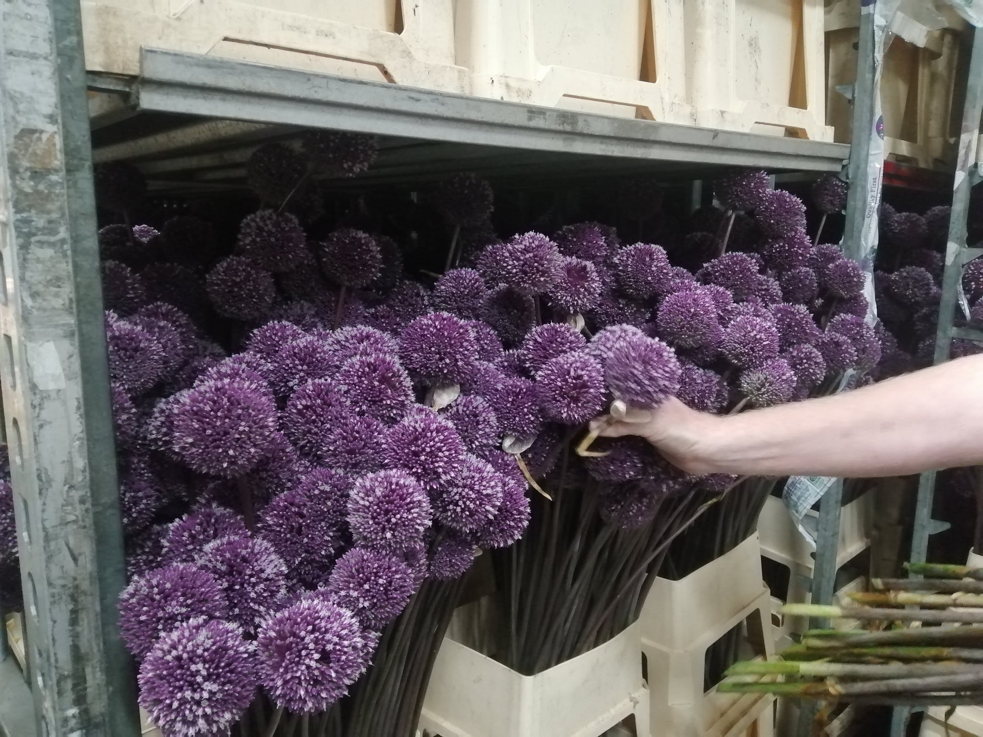 Ook als snijbloem is Summer Drummer zeer gewild! 