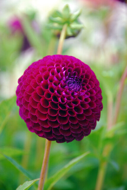 Dahlia Downham Royal.  Ball Dahlia met een prachtige intense kleur. 