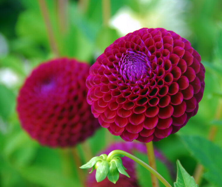 Dahlia Downham Royal.     Ball Dahlia (geregistreerd in 2012) met een diepe pruimrode bloemen