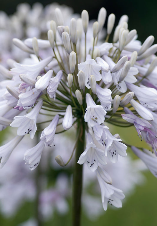 Agapanthus Windsor Grey, heerlijke nieuwe soort met prachtige kleuren