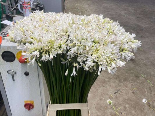 Agapanthus wit Monte Carlo 