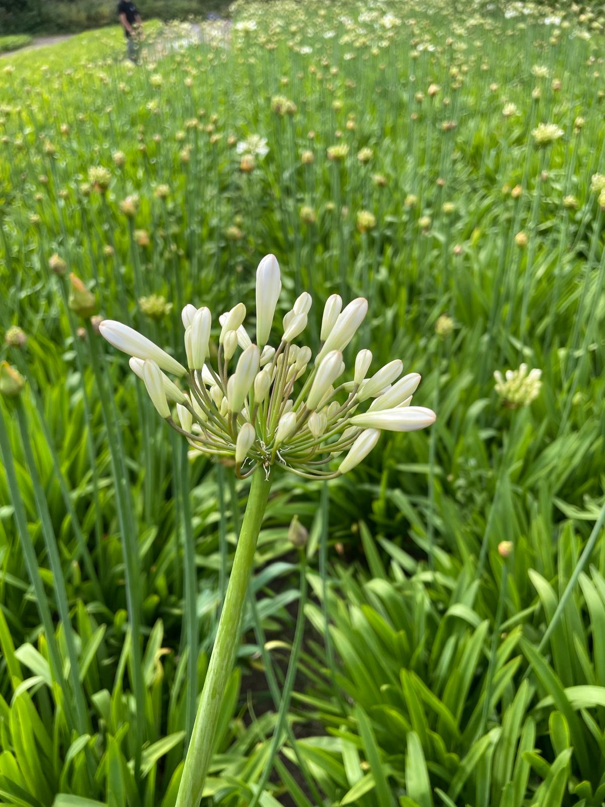 Agapanthus wit Monte Carlo, Hollands geteeld