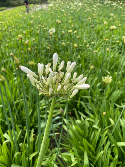 Agapanthus wit Monte Carlo, Hollands geteeld