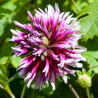 De Dahlia Alauna Clair-Obscur heeft een mooie grote bloem, met een wit paarse kleur.