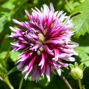 De Dahlia Alauna Clair-Obscur heeft een mooie grote bloem, met een wit paarse kleur.