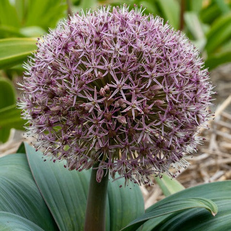 Allium karataviense Red Giant.    Best wel een eyecatcher deze gedrongen allium met een sierlijke grote rozerode bloem op een zeer korte steel.