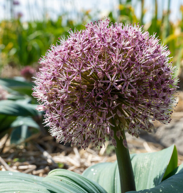 Allium Red Giant.  De Allium behoort tot dezelfde familie als de ui en de knoflook en wordt daarom ook wel sierui genoemd.