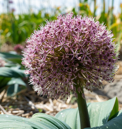 Allium Red Giant.  De Allium behoort tot dezelfde familie als de ui en de knoflook en wordt daarom ook wel sierui genoemd.