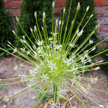 Afbeelding in Gallery-weergave laden, Giga grote bloem van Allium Arctic Snow 
