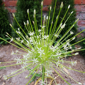 Giga grote bloem van Allium Arctic Snow 