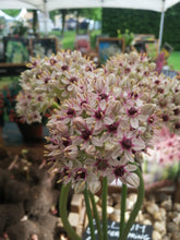 Afbeelding in Gallery-weergave laden, Allium (basalticum) Silver Spring is een prachtige nieuwe soort
