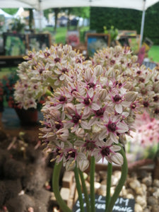 Allium (basalticum) Silver Spring is een prachtige nieuwe soort