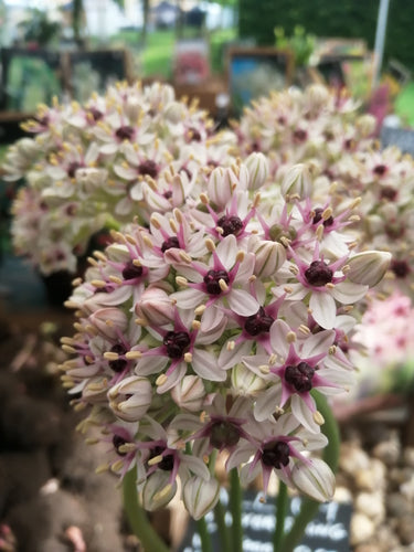 Silver Spring is een nieuwe exclusieve allium soort