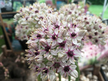 Afbeelding in Gallery-weergave laden, Allium Silver Spring, nieuwe witte allium met een heerlijk violetroze centrum
