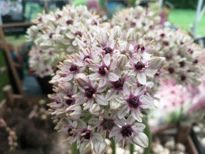 Allium Silver Spring, nieuwe witte allium met een heerlijk violetroze centrum