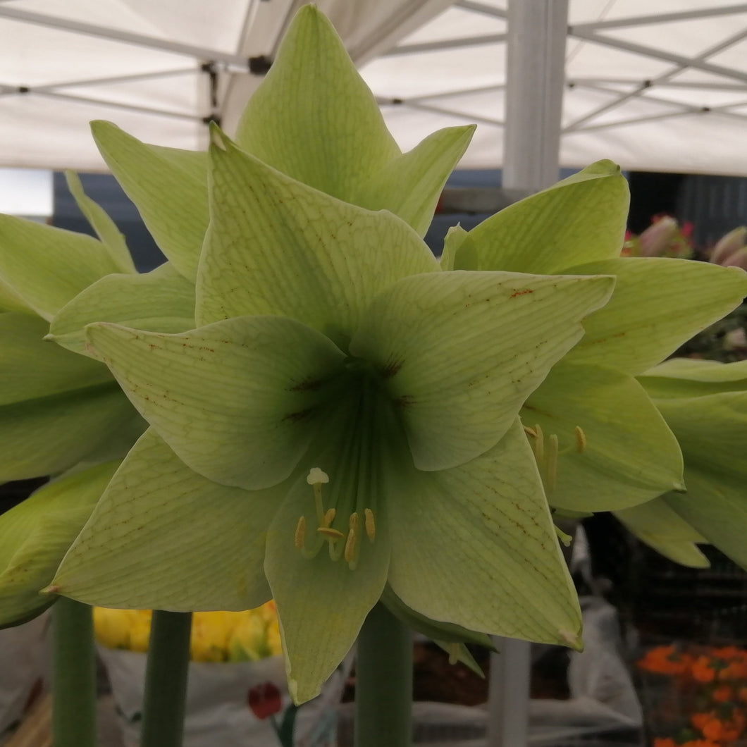 Amaryllis (Hippeastrum) Green Valley.   Mooie verfijnde amaryllis met een wel zeer bijzondere kleur.