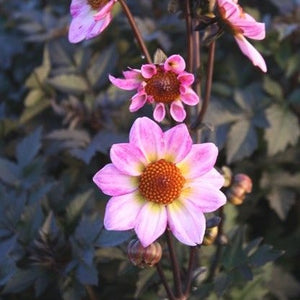 Dahlia American Pie (enkelboemige dahlia). Het is een zeer bijenvriendelijke bloem, dankzij het open hart.