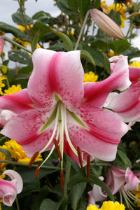 Anastasia.  Eine Baumlilie schmückt jeden Garten, in den sie gepflanzt werden soll. Diese Sorte zeichnet sich durch große rosa Blüten aus