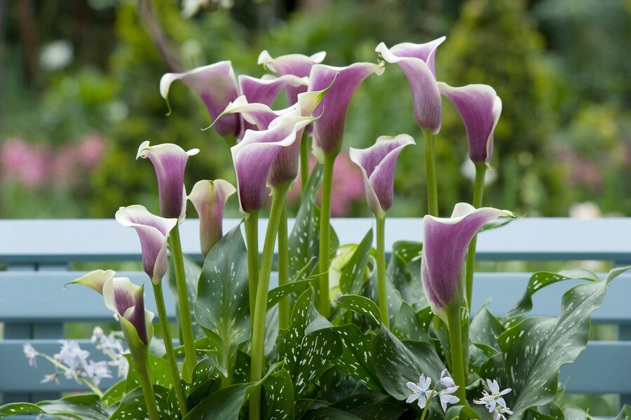 Calla Picasso.   Deze prachtig gevormde bloem doet het goed in luxe boeketten, corsages en decoraties