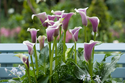 Calla Picasso.   Deze prachtig gevormde bloem doet het goed in luxe boeketten, corsages en decoraties