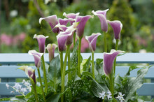 Lade das Bild in den Galerie-Viewer, Calla Picasso.   Deze prachtig gevormde bloem doet het goed in luxe boeketten, corsages en decoraties
