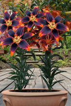 Afbeelding in Gallery-weergave laden, Lelie 'Forever Susan' is een elegante najaarsbol die oranje met donkerbruine nuances in de tuin brengt 
