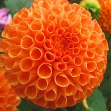 Charger l&#39;image dans la galerie, Dahlia Bantling is een oranje pompon-dahlia. De bloemen zijn prachtig bolvormig en ook geschikt als snijbloem. 
