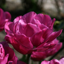Lade das Bild in den Galerie-Viewer, Tulp Backpacker.  Dubbele tulpen, ook wel pioentulpen genoemd worden steeds populairder.  En terecht, ze zijn een aanwinst voor elke tuin.
