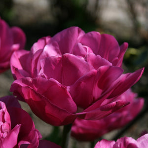 Tulp Backpacker.  Dubbele tulpen, ook wel pioentulpen genoemd worden steeds populairder.  En terecht, ze zijn een aanwinst voor elke tuin.