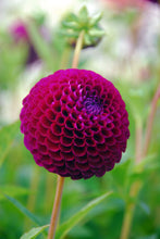 Charger l'image dans la galerie, Dahlia Downham Royal.  Ball Dahlia met een prachtige intense kleur. 
