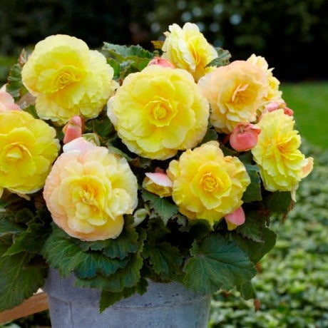 Superba® Begonia’s zijn een speciale en nieuwe variant die veel voller, uitbundiger en nog langer bloeit dan reguliere Dubbele begonia's