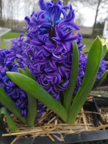 Blue Jacket bloeit met goed geurende volle blauwe bloemen die het ook goed doen in combinatie met bijna alle andere bolgewass