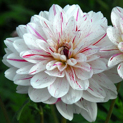 Dahlia Bright Diamond is een decoratieve dahlia met goed gevulde bloemen en brede platte bloemblaadjes. Bloeit zachtroze met kersrode streepjes