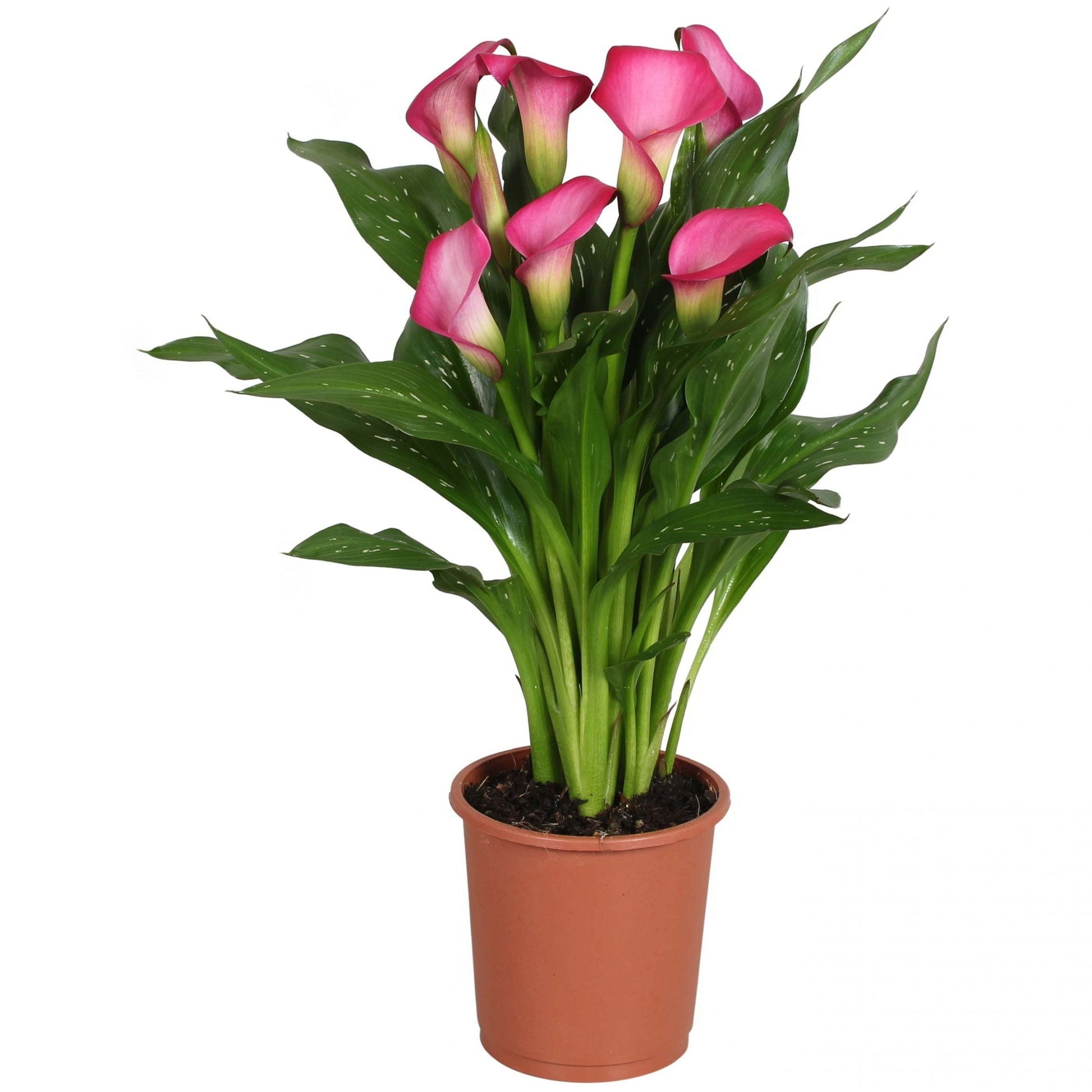 Roze Arum (Calla) 