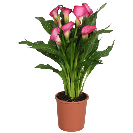 Roze Arum (Calla) 