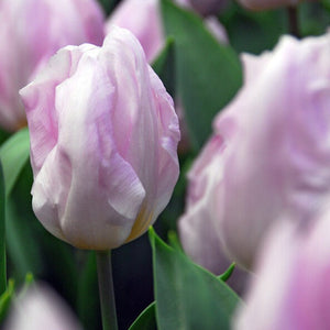 Tulp Candy Prince.  Mooie vroegbloeiende tulp in lichtroze